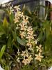 Holcoglossum subulifolium x Vanda miniata